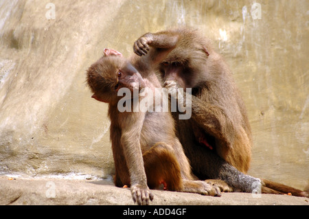 Nettoyage babouin adultes peu papio Papio hamadryas Hamadryas Baboon aussi appelé Banque D'Images