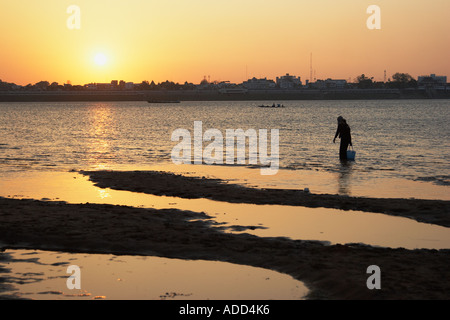 La collecte des mollusques dans femme rivière du Mékong au coucher du soleil Banque D'Images