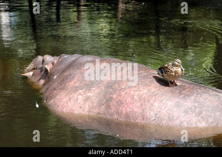 Assis sur des canards Hippopotamus amphibius retour Banque D'Images