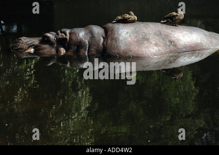 Assis sur des canards Hippopotamus amphibius retour Banque D'Images