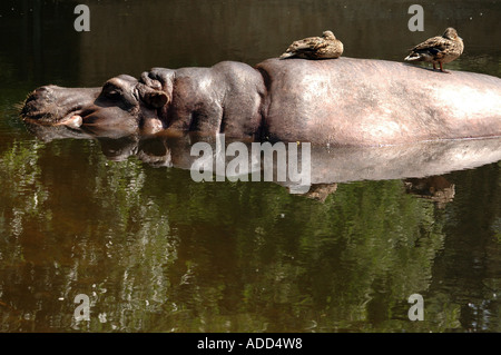 Assis sur des canards Hippopotamus amphibius retour Banque D'Images