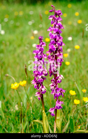 Paire d'orchidées sauvages Orchis mascula Early Purple en pleine floraison Banque D'Images