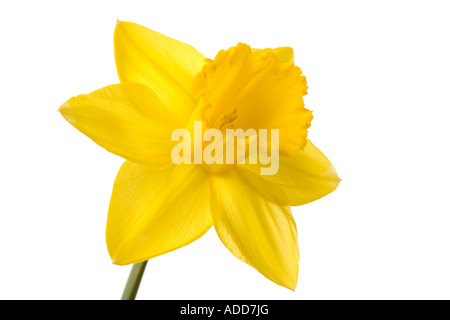 Jaune jonquille against white background Banque D'Images