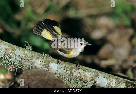 Paruline flamboyante Setophaga ruticilla female High Island Texas USA Avril 2001 Banque D'Images