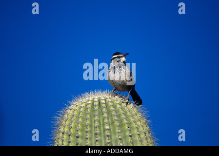 Campylorhynchus brunneicapillus Troglodyte des cactus Saguaro cactus sur adultes Tucson Arizona USA Janvier 1995 Banque D'Images