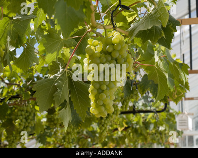 Grapes growing in le victorien restauré complètement Vinehouse café restaurant à Helmsley North Yorkshire Banque D'Images