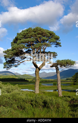 Le pin d'anciens arbres à Inveroran Pont de Orchy Banque D'Images