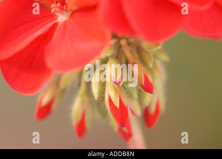 Libre d'une fleur de géranium rouge Banque D'Images