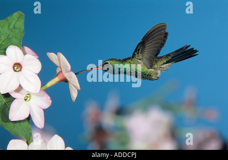 Large-billed Hummingbird Cynanthus latirostris homme se nourrissant de Nicotiana Madera Canyon Arizona USA Mai 2005 Banque D'Images