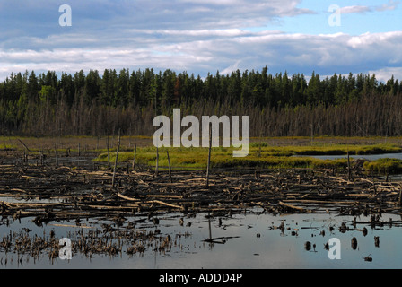 Scenic et arbres morts Banque D'Images