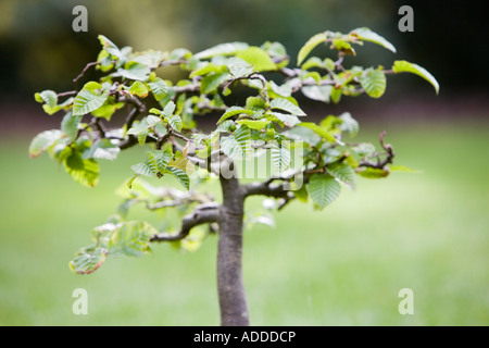 Fagus sylvatica. Bonsaï de hêtre Banque D'Images