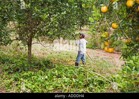 Les récoltes d'Oranges au Belize garçon Banque D'Images