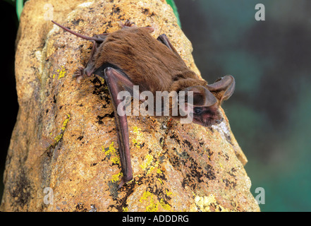 Grand tuberculata Nyctinomops macrotis Montagnes Chiricahua Cochise Comté ARIZONA United States Juin Banque D'Images