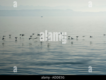 Les oiseaux d'eau sur la surface. Banque D'Images