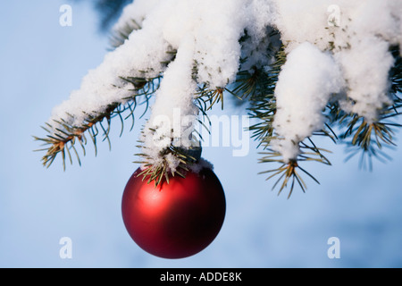 Boule de Noël rouge pendaison le sapin avec des tapis de neige hiver Alaska Banque D'Images