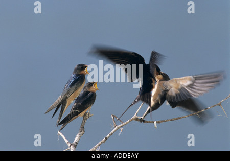 Hirondelle rustique Hirundo rustica l'alimentation des jeunes à l'envol des femmes nouvellement Lac Corpus Christi Texas USA Mai 2003 Banque D'Images