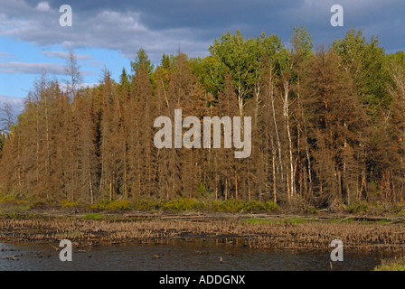 Forêt morte en partie dans la région de l'Abitibi, Québec canada Banque D'Images