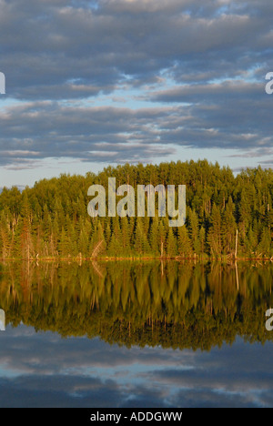 Forêt dans la région de l'Abitibi Témiscamingue Québec Canada Banque D'Images