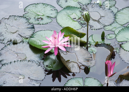 Water Lilies Banque D'Images