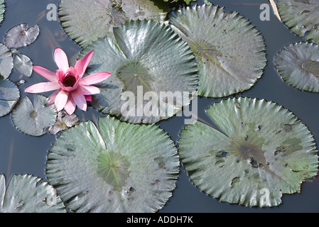 Water Lilies Banque D'Images