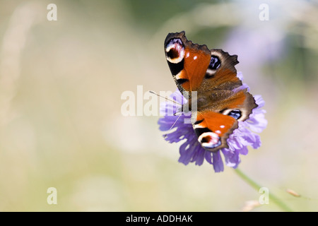 Aglais io. Peacock butterfly on field scabious dans la campagne anglaise Banque D'Images