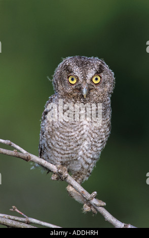 Petit-duc maculé Megascops asio Otus asio jeune jeune Willacy County Rio Grande Valley Texas USA Mai 2004 Banque D'Images