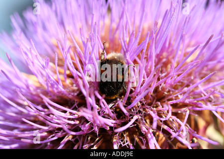 Abeille dans une fleur au jardin borde Hill près de Sussex à Haywards Heath Banque D'Images