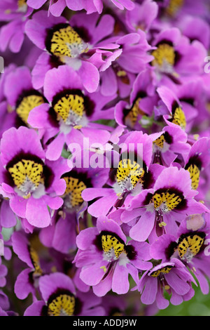 Schizanthus 'Hit Parade' en pleine floraison en été Banque D'Images