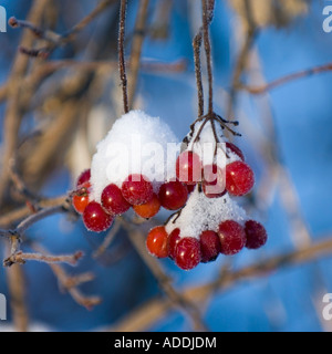 Les baies couvertes de neige fraîchement tombée de la région de Sumy Ukraine Europe de l'Est Banque D'Images