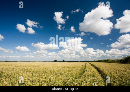 Les voies du tracteur par l'intermédiaire d'un champ de blé dans la campagne anglaise contre un ciel nuageux bleu d'été. L'Oxfordshire, UK Banque D'Images