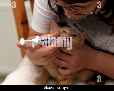 Trois semaines d'être vermifugés Ginger Kitten Banque D'Images