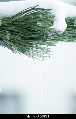 Branches de sapins couverts de neige avec icicle Banque D'Images