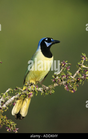 Jay Cyanocorax yncas vert des profils en butinant Guayacan Starr County Rio Grande Valley Texas USA Mars 2002 Banque D'Images