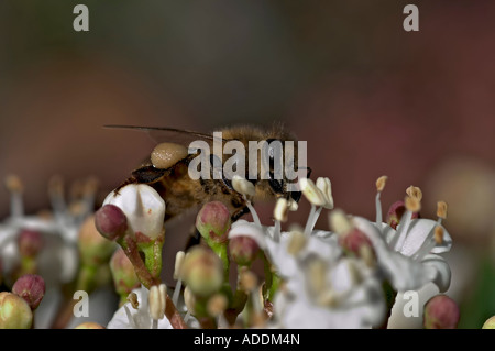 L'abeille Apis mellifera européenne la collecte de nectar Banque D'Images