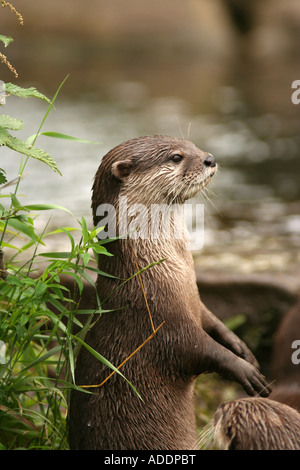 Courte asiatique Otter Amblonyx cinereus griffus Banque D'Images