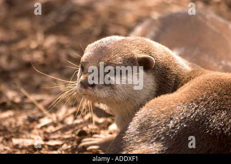 Courte asiatique griffé Otter Banque D'Images