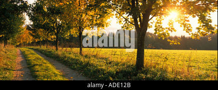 Chemin de campagne en automne. Banque D'Images
