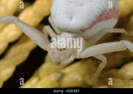 Macro extrême de l'araignée crabe blanc en attente de proie Banque D'Images