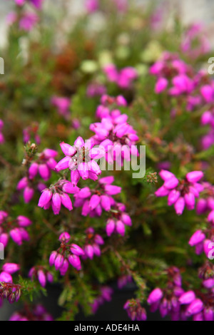 Erica cinerea beauté pourpre Banque D'Images
