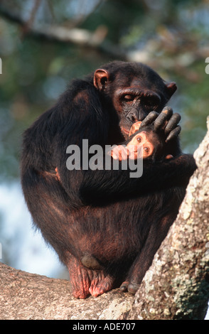 Pan troglodytes Chimpanzé mère nourrir son bébé l'ouest de l'Afrique Centrale Banque D'Images