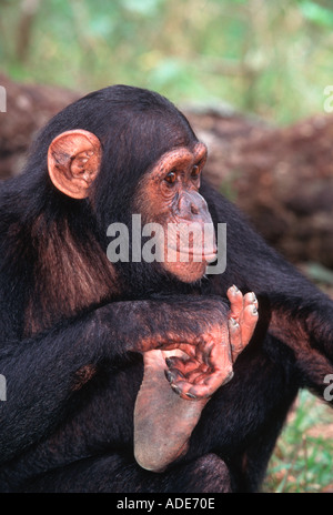 Chimpanzé, Pan troglodytes l'ouest de l'Afrique Centrale Banque D'Images