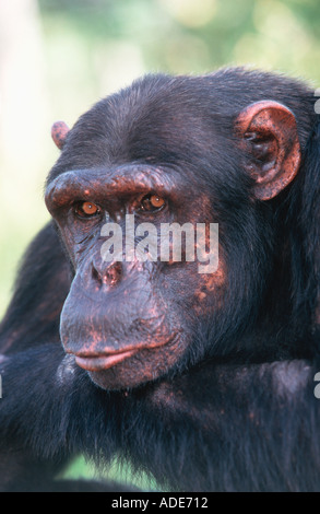 Pan troglodytes chimpanzé mâle alpha l'ouest de l'Afrique Centrale Banque D'Images