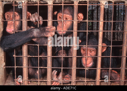 Pan troglodytes chimpanzé chimpanzé jeunes en attente de nourriture dans tenir pen Chimfunshi orphelinat de chimpanzés en Zambie Banque D'Images