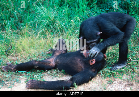 Pan troglodytes chimpanzé toiletter une importante activité sociale l'ouest de l'Afrique Centrale Banque D'Images