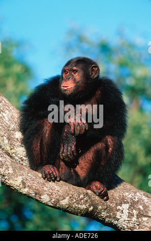 Chimpanzé, Pan troglodytes sont terrestres, perché dans l'ouest de l'Afrique Centrale Banque D'Images