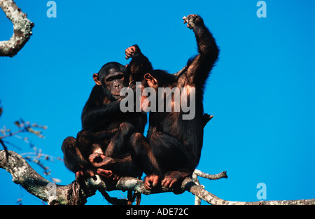 Pan troglodytes chimpanzé Le toilettage est une importante activité sociale l'ouest de l'Afrique Centrale Banque D'Images