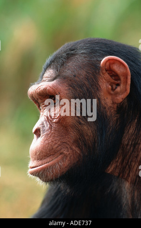 Pan troglodytes chimpanzé mâle adulte, l'ouest de l'Afrique Centrale Banque D'Images