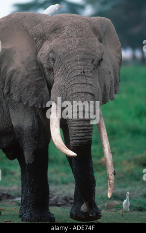 L'éléphant d'Afrique Loxodonta africana Bull avec de grandes défenses Parc national Amboseli au Kenya Banque D'Images