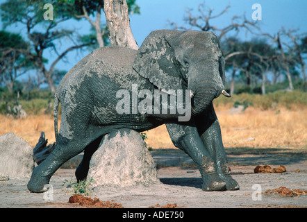 African elephant Loxodonta africana de rayer sur termitière après le bain de boue N P Botswana Chobe Banque D'Images