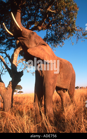 L'éléphant d'Afrique Loxodonta africana atteignant jusqu'à se nourrir de leurs branches supérieures de l'Afrique de l'arbre Banque D'Images